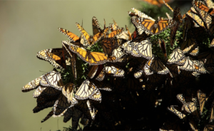 Southern California Attractions, Monarch Butterfly Grove
