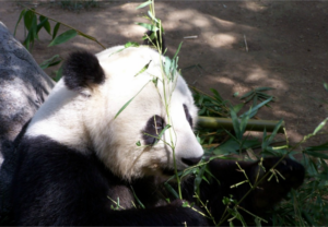 san-diego-zoo